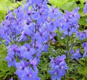 Delphinium belladonna 'Piccolo'