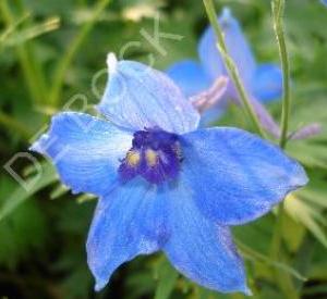 Delphinium belladonna 'V�lkerfrieden'