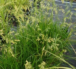 Deschampsia cespitosa 'Goldschleier'