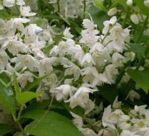 Deutzia gracilis