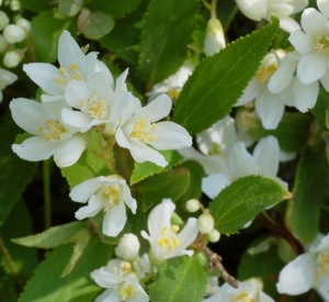 Deutzia gracilis 'Nikko'