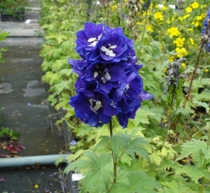 Delphinium magic fountain 'Dark Blue/Black Bee'