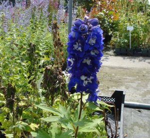 Delphinium magic fountain 'Dark Blue/White Bee'