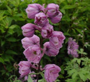 Delphinium pacific 'Astolat'