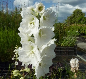 Delphinium pacific 'Galahad'