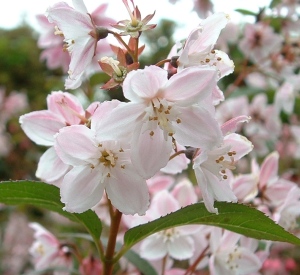 Deutzia purpurascens 'Kalmiiflora'