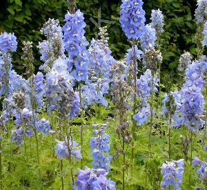 Delphinium pacific 'Summer Skies'