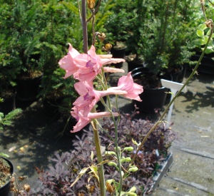 Delphinium ruysii 'Pink Sensation'