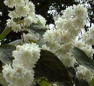 Deutzia scabra 'Pride of Rochester'