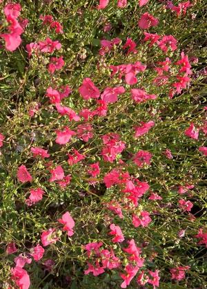 Diascia barberae 'Ruby Field'
