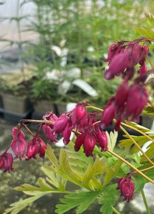 Dicentra formosa 'Bacchanal'