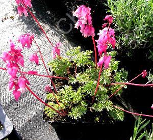 Dicentra formosa 'Luxuriant'