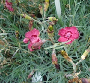 Dianthus gratianopolitanus 'Rotk�ppchen'