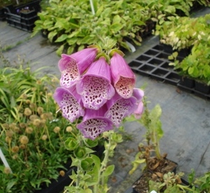 Digitalis purpurea