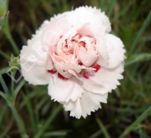 Dianthus plumarius 'Cranmere Pool'