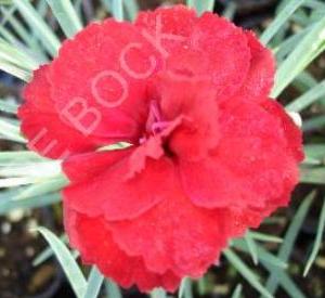 Dianthus plumarius 'David'