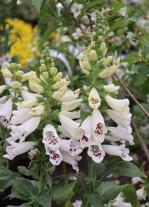 Digitalis purpurea 'Lucas White'®