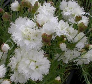 Dianthus plumarius 'Mrs Sinkins'