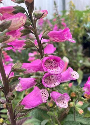 Digitalis purpurea 'Pink Panther'