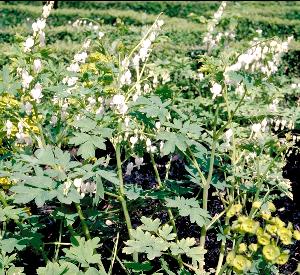 Dicentra spectabilis 'Alba'