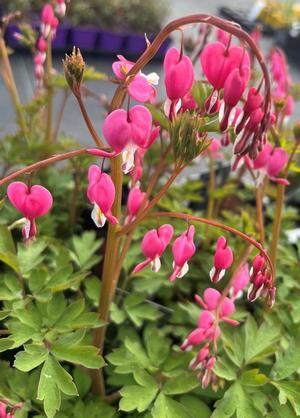 Dicentra spectabilis