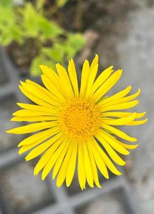 Doronicum orientale 'Leonardo Compact' (r)