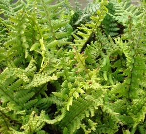 Dryopteris affinis