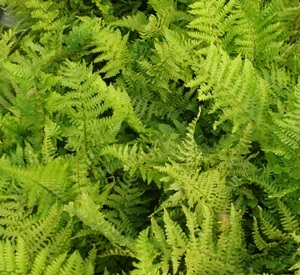 Dryopteris affinis 'Crispa'