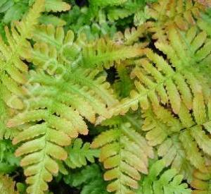 Dryopteris erythrosora