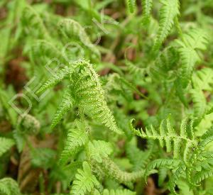 Dryopteris filix-mas