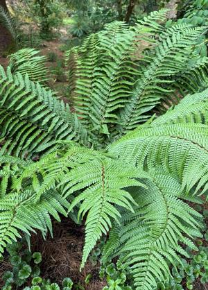 Dryopteris wallichiana