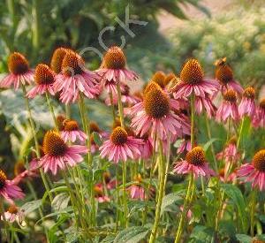 Echinacea purpurea