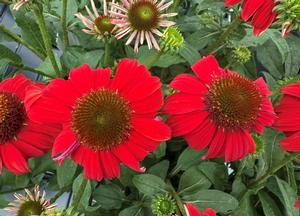 Echinacea purpurea 'Sombrero Salsa Red'