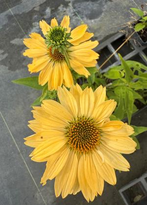 Echinacea purpurea 'Aloha' ®