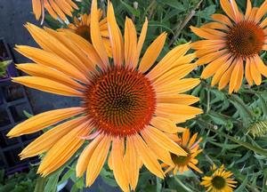Echinacea purpurea 'Big Kahuna' ®