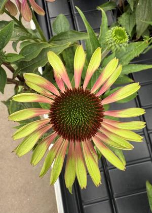 Echinacea purpurea 'Green Twister'