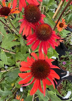 Echinacea purpurea 'Hot Summer' ®
