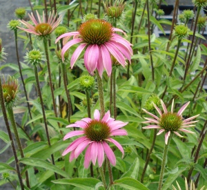 Echinacea purpurea 'Kim's Knee High' (r)