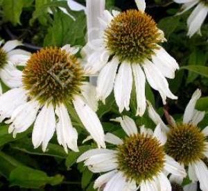 Echinacea purpurea 'Kim's Mop Head' (r)