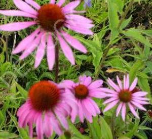 Echinacea purpurea 'Magnus'