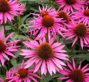 Echinacea purpurea 'Pica Bella'