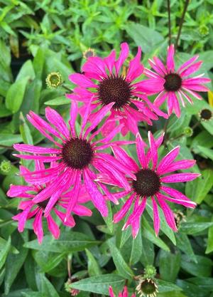 Echinacea purpurea 'Purple Emperor'