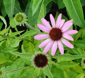 Echinacea purpurea 'Prairie Splendor' (r)