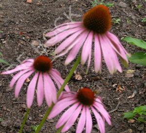 Echinacea purpurea 'Rubinstern'