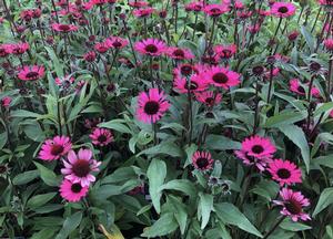 Echinacea purpurea 'Sunseekers Carmine'