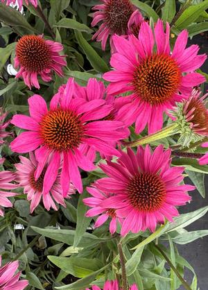 Echinacea purpurea 'Sunseekers Hot Pink'