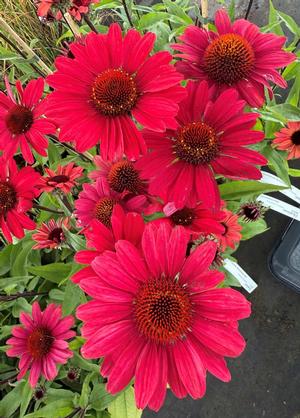 Echinacea purpurea 'Sunseekers Red'