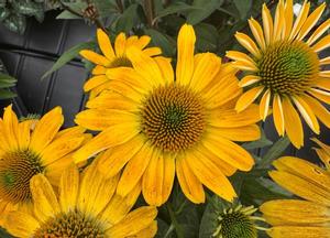 Echinacea pallida 'J.S. Satin Lights'