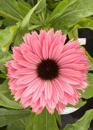 Echinacea purpurea 'Sunseekers Salmon'