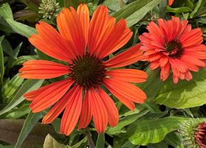Echinacea purpurea 'Sombrero Orange'
